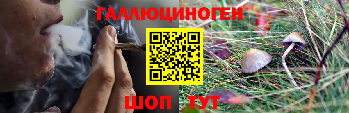 Галлюциногенные грибы Psilocybe Бор